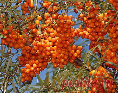 Современные сорта облепихи - Дачный участок - медиаплатформа МирТесен