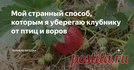 Мой странный способ, которым я уберегаю клубнику от птиц и воров Интересный способ спрятать ягоды клубники от птиц и воров без лишних приспособлений и затрат. Сохраните богатый урожай клубники с минимальными вложениями