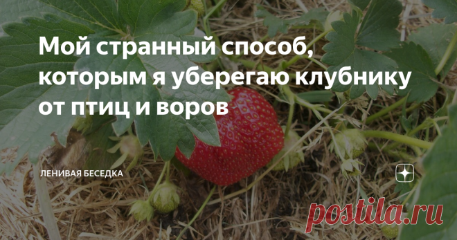 Мой странный способ, которым я уберегаю клубнику от птиц и воров Интересный способ спрятать ягоды клубники от птиц и воров без лишних приспособлений и затрат. Сохраните богатый урожай клубники с минимальными вложениями