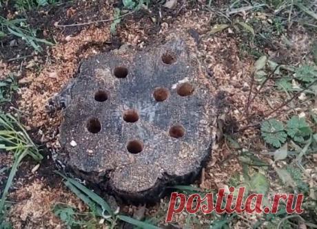 Простой способ, как избавиться от пенька на дачном участке без лишних усилий