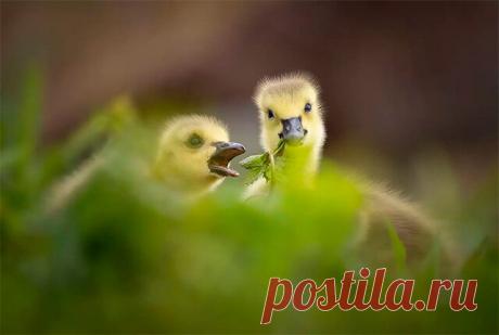 Условия содержания гусят с первых дней жизни | Курочка | Дзен