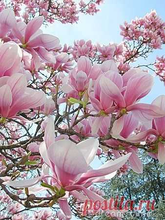Pinterest
