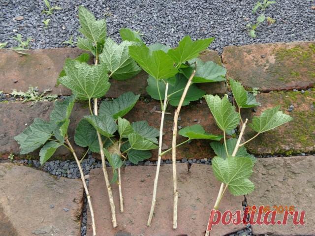Размножение чёрной смородины зелёными черенками