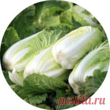 Как выращивать пекинскую капусту в открытом грунте? - barybina.46@mail.ru - Почта Mail.Ru