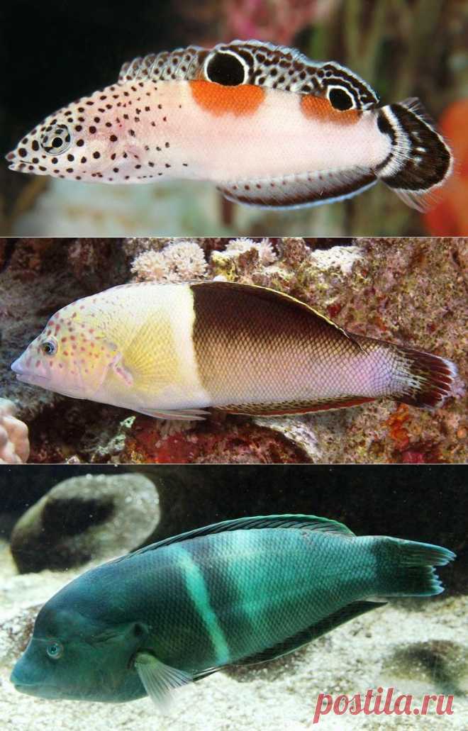 Корис клоун - Рыбы Красного моря     Fish of the Red Sea
Корис-клоун - Clown sand wrasse - Coris aygula - этот губан вырастает до 60 см. Мальки с двумя темными пятнами в оранжевом ореоле, самки значительно меньше самцов и больше похожи на мальков, только у них темные пятна без оранжевого обрамления. Питается моллюсками, крабами.