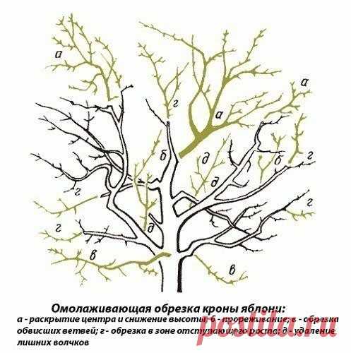 ОМОЛАЖИВАЮЩАЯ ОБРЕЗКА ЯБЛОНЬ ОСЕНЬЮ. 

Яблони — одно из самых распространенных плодовых деревьев в наших садах и на дачных участках. Многие деревья мы сажали сами, ещё саженцами, и они радуют нас богатым урожаем на протяжении долгих лет. Однако ни что не вечно и яблони в том числе. Со временем они стареют, и их урожайность значительно падает. Но не спешите пилить старое дерево. Восстановить плодоношение нам поможет омолаживающая обрезка яблонь осенью.

Перед тем как присту...