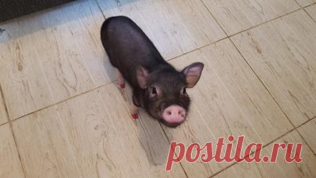 Фото поросят, свиней, мини пигов, картинки поросят – Клуб любителей хрюш