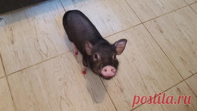 Фото поросят, свиней, мини пигов, картинки поросят – Клуб любителей хрюш