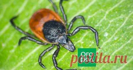 10 способов защитить участок от клещей без "химии" По окончании холодов вместе с милыми букашками из мест зимовки выползает множество вредителей. В их числе и клещи – иксодовый, гамазовый, аргасовый и другие разновидности этого паукообразного. Чем обработать дачный участок от нападения этих существ, не прибегая к химическим средствам?