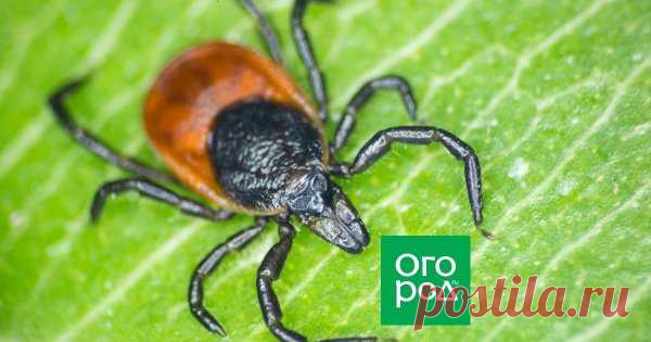 10 способов защитить участок от клещей без 