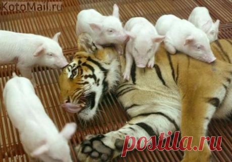 Свинки атакуют! | KotoMail.ru
