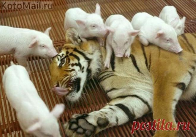 Свинки атакуют! | KotoMail.ru