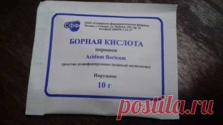 Октябрь — пора подкармливать декабрист. 5 лучших средств для пышного цветения | Секреты сада. Дача, цветы | Яндекс Дзен