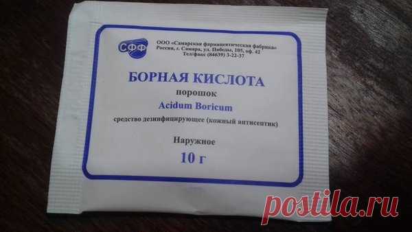 Октябрь — пора подкармливать декабрист. 5 лучших средств для пышного цветения | Секреты сада. Дача, цветы | Яндекс Дзен