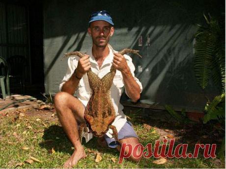 18 животных абсолютно невероятных размеров