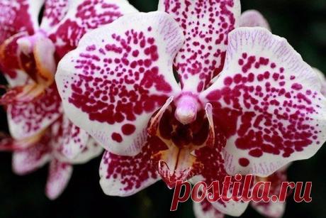 Запись на стене 🌷Почему у орхидеи опадают цветы и бутоны?🌷Это очень распространенная проблема у любителей орхидей.Причин может быть множество - стрессовое состояние, резкая смена условий содержания (например, переезд), недостаточное освещение, перегрев или переохлаждение, то есть слишком жарко или, наобо..