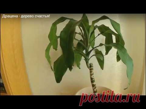 Драцена - дерево счастья!