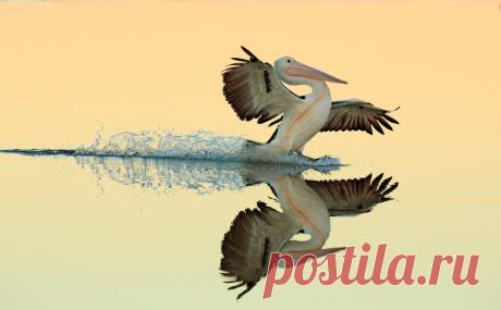 Победители «птичьего» конкурса Bird Photographer of the Year 2017 | ФОТО НОВОСТИ