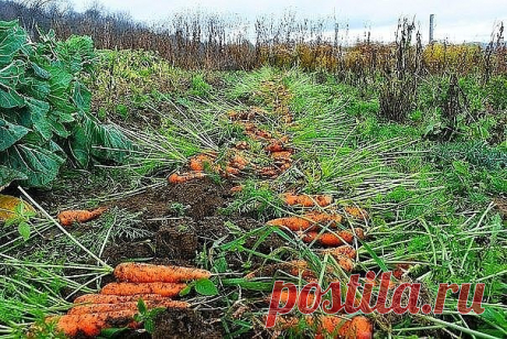 Морковные секреты в копилку садовода.
Чтобы не привлечь морковную муху при прореживании моркови, возьмите взять 1 ведро воды и разведите в нем 1 столовую ложку красного или черного молотого перца (хватит на 10 кв.м). Настаивать не нужно, сразу обрызгивать морковь настоем перед прореживанием.
Если хотите получить урожай хорошей чистой моркови (без всякой гнили, заразы и т. д.) обязательно после второго прореживания полейте молодые растения следующим раствором: на 1 ведро во...