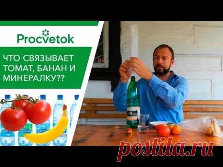 Лайфхаки. МИНЕРАЛКА и БАНАНЫ в созревании томатов. Сбор семян помидоров
