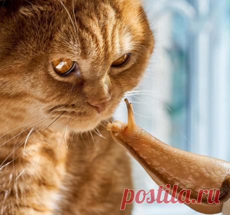 Знакомство | KotoMail.ru