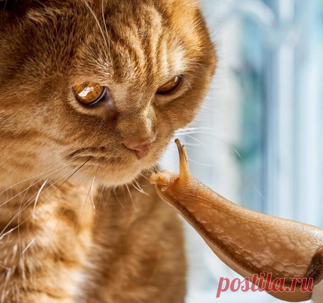 Знакомство | KotoMail.ru