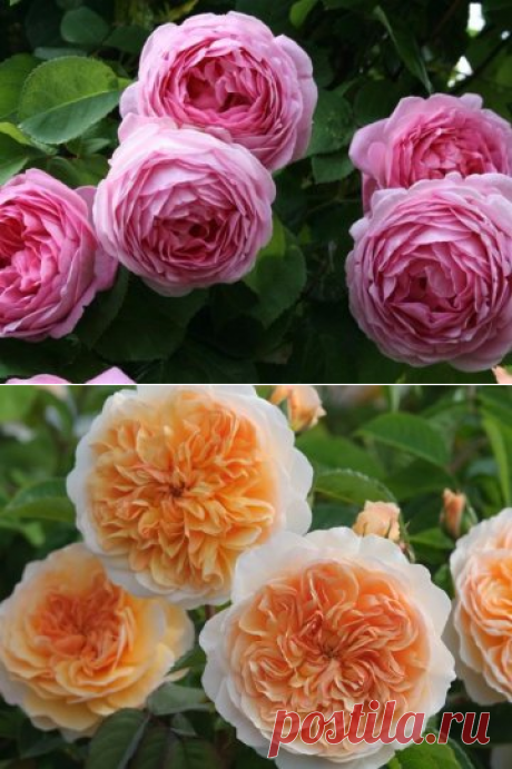 Пионовидная роза: размножение, уход и применение в саду