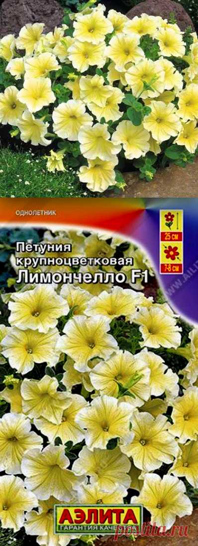 Петуния Лимончелло F1, цветение летом 2024 года. Размещалась в кашпо около здания "Высшая школа рыболовства и морских технологий" в г. Архангельске. Габитус каскадный, очень мягкий, ненавязчивый желтый цвет.  Цветы воронкообразные, в серединке воронки цвет гуще, чем по краям. Отлично сочетается с сиреневыми, контрастно-красными, карминными, фиолетовыми цветами.