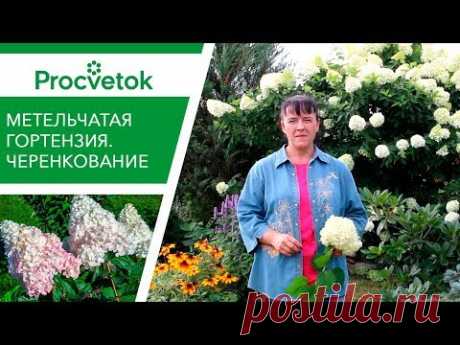 Опад яблок? Всё под ГОРТЕНЗИЮ! ПРАВИЛЬНЫЕ ЧЕРЕНКИ ГОРТЕНЗИИ.