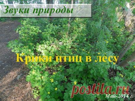 Звуки природы. Голоса птиц. Деревья. Чистотел цветёт. Волга - YouTube