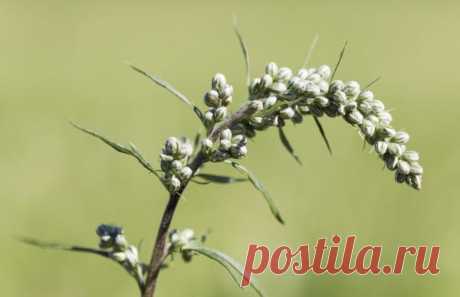 Ода полыни — 6 соток