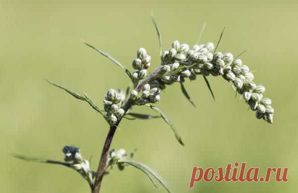 Ода полыни — 6 соток