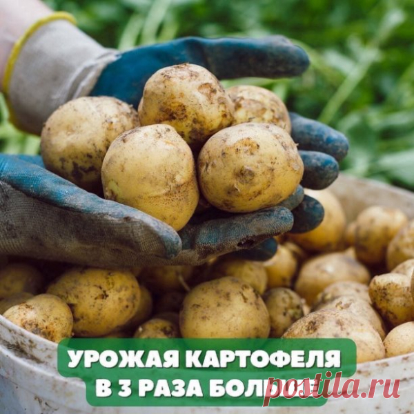 Прошлой весной в одном журнале я прочитал статью о том, как пенсионерка из Вьетнама организовала свой бизнес. Биолог по образованию, будучи на пенсии она решила применить свои знания на практике и заработать денег. Она закупила особое удобрение и стала выращивать у себя на участке овощи и фрукты. В итоге вьетнамская пенсионерка на продаже овощей за полтора года озолотела и переехала в новую квартиру. Сейчас ее уже знают журналисты со всего света. летние платья крючком