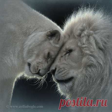 Любовь белого льва - Картина белого льва, ручная подпись Коллина Богла - Искусство природы Коллина Богла
