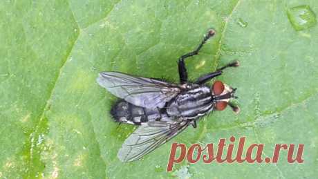 муха