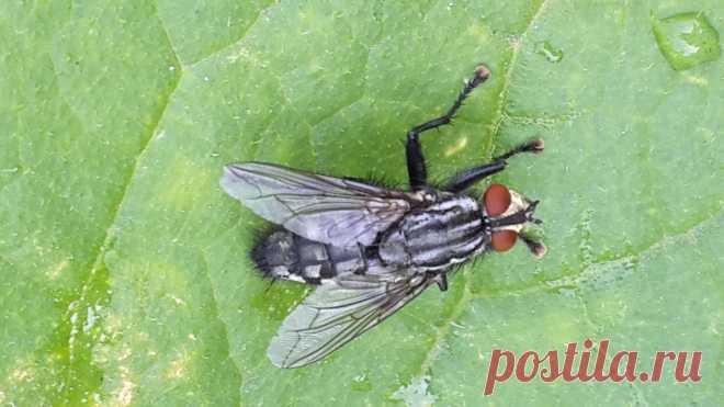 муха