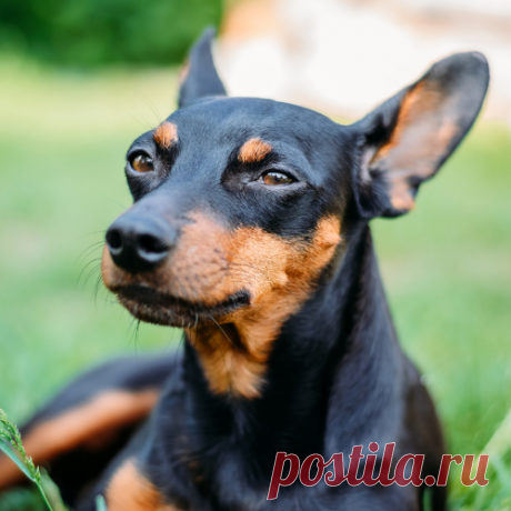 Pinscher: Saiba Tudo Sobre Essa Raça de Cachorro