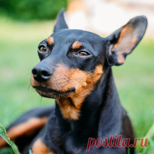 Pinscher: Saiba Tudo Sobre Essa Raça de Cachorro
