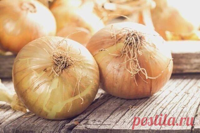 Папилломы на теле выводятся с помощью репчатого лука.
Нужно, срезав верхнюю часть, сделать в луковице отверстие, засыпать туда чайную ложку соли и оставить до утра. Утром слить из луковицы образовавшийся сок и смазать им папилломы.
Делать так до тех пор, пока кожные образования не начнут исчезать.
Совет травника
Микроспорию — лишай, подхваченный от собак и кошек, довольно успешно излечивают домашним способом:
- разрезают на две дольки кишмиш — изюм, натирают мякотью поражённо