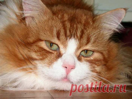Пушистые мыслители. Подборка фотографий задумчивых котиков, которая наверняка поднимет вам настроение! | Позитив от Мяу | Яндекс Дзен