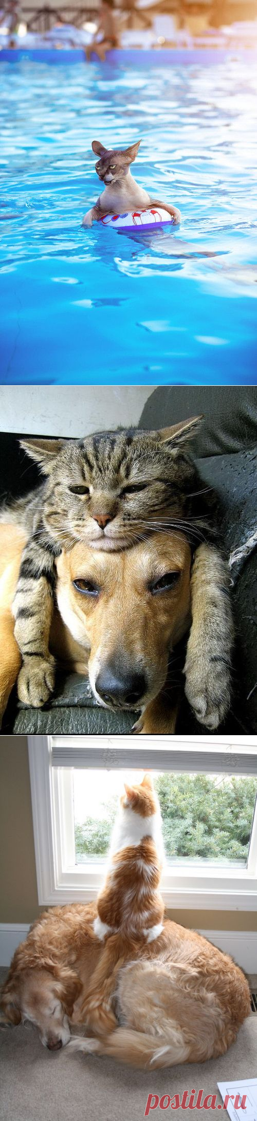 Чудесные фотографии с животными