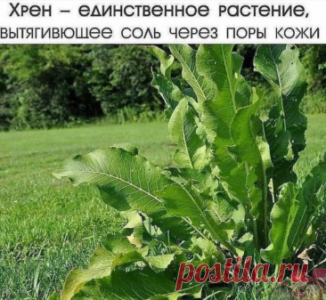 Польза хрена!