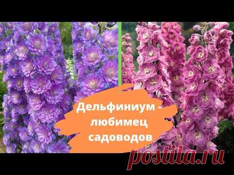 Дельфиниум - любимец садоводов. Как поделить растение и вырастить из семян