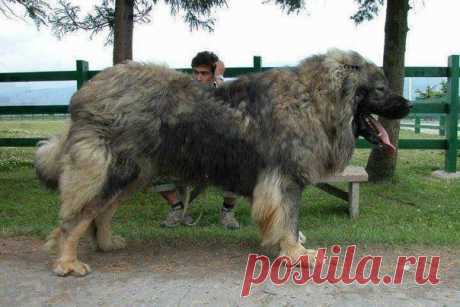 Вот это собачка !! Кавказская овчарка.