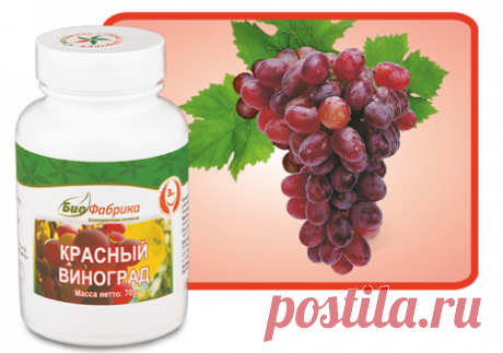 Красный виноград - Профилактика онкозаболеваний и атеросклероза 
Состав продукта из криопорошков:
красный виноград
Активные вещества:
биофлавоноиды, проантоцианидины, ресвератрол, органические кислоты
Полезно при повышенном риске возникновения онкологических заболеваний и их рецидивов , заболеваниях сердечно-сосудистой системы
Энергетическая ценность на 100 грамм, 301 ккал
КРАСНЫЙ ВИНОГРАД способствует нормализации холестеринового обмена