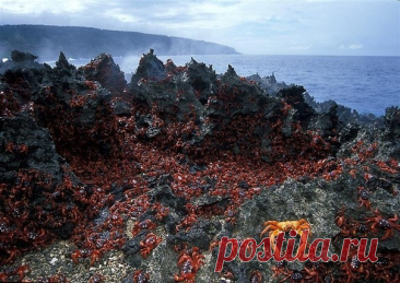 Вторжение крабов на Остров Рождества Это одна из крупнейших миграций животных в мире. Год, во время сезона дождей, десятки миллионов крабов, в буквальном смысле, покрывают остров красным ковром.