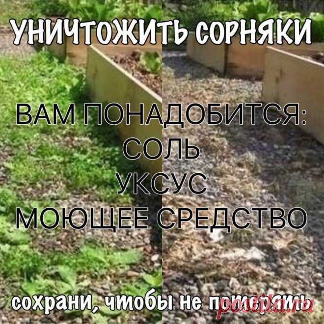 УНИЧТОЖИТЬ СОРНЯКИ

Чтобы уничтожить сорняки без гербицидов, используйте соль и уксус. Приготовьте раствор: . 1 литр уксуса обычного  9%  + ,примерно 1 стол лож соли и несколько капель гала (фери)  для жирной посуды. Хорошо перемешайте. Побрызгайте из обычной пшикалки, Утром вся трава засохнет.   

Эффективнее всего эта смесь работает в жаркий, солнечный день, когда дождя не ожидается, по крайней мере, в течение 24 часов.

Опрыскайте сорняки утром, вечером вы уже порадуете...