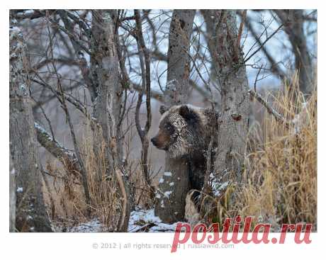 35PHOTO - Николай Зиновьев - Бакенбарды