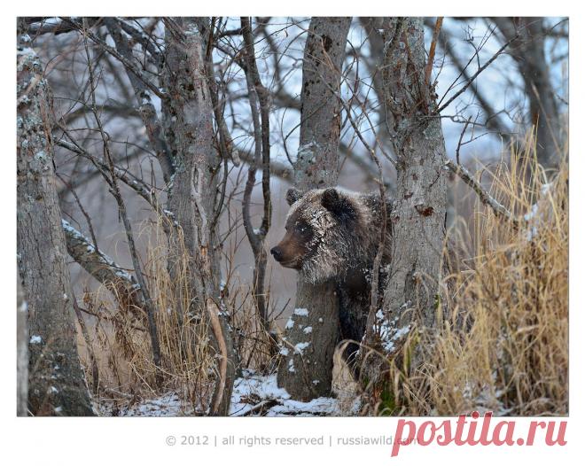 35PHOTO - Николай Зиновьев - Бакенбарды