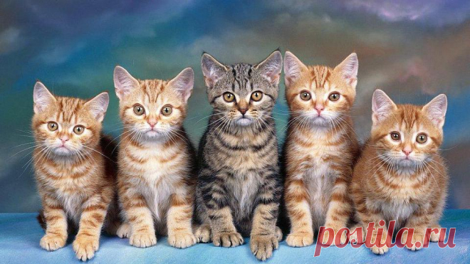 Новые фотографии рабочий стол котята.